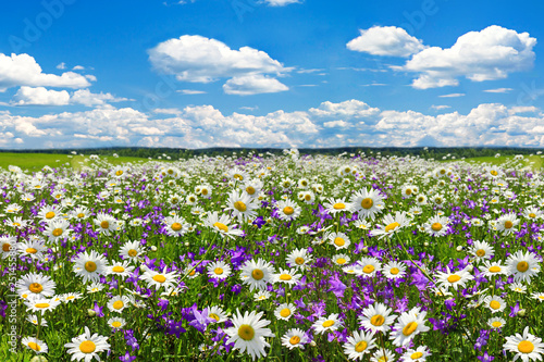spring landscape with flowering flowers on meadow