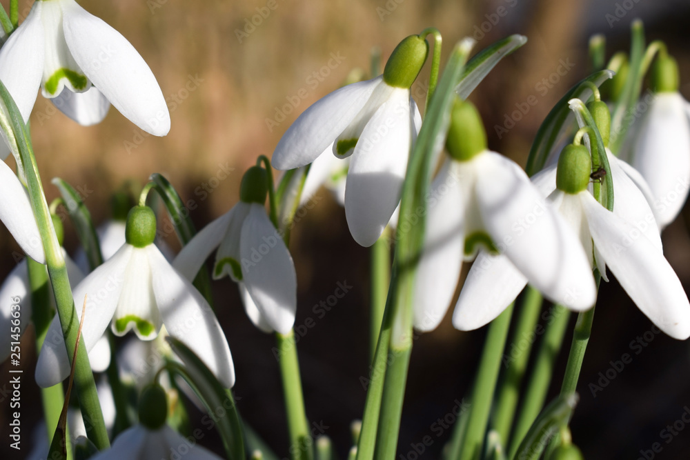The first spring flowers. White snowdrops close up. The first spring flowers. White snowdrops close up.