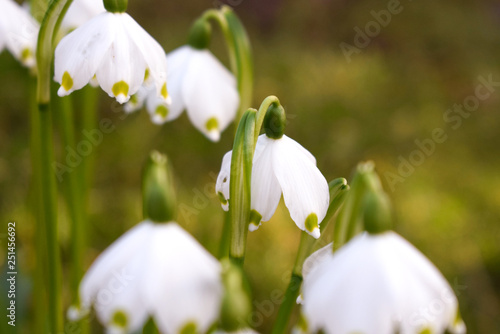 The first spring flowers. White snowdrops close up. © AntiD