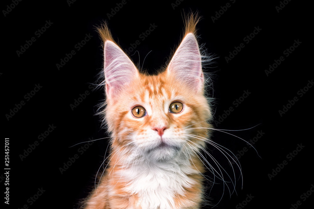 Cute maine coon kitten on black background in studio, isolated.