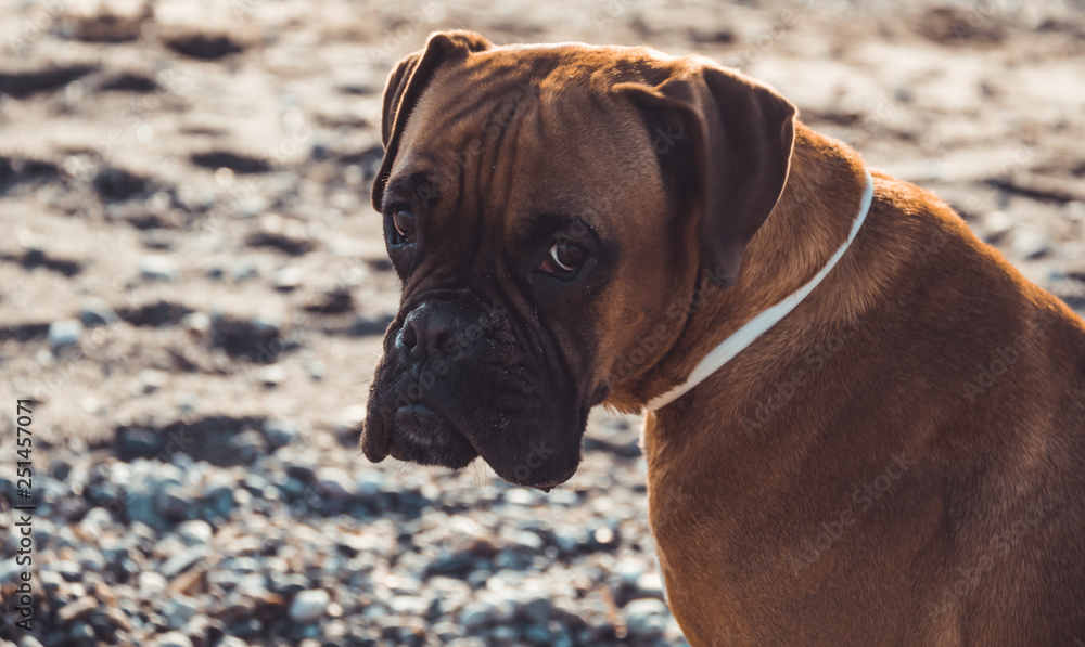 Boxer dog on the beach