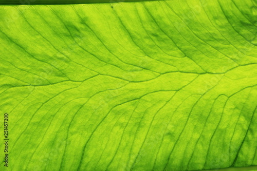 Taro Leaf