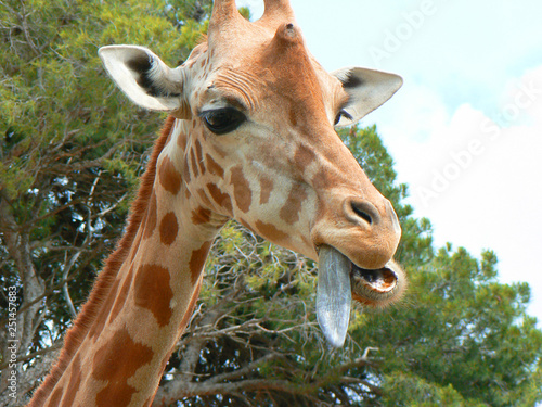 Girafe tire la langue