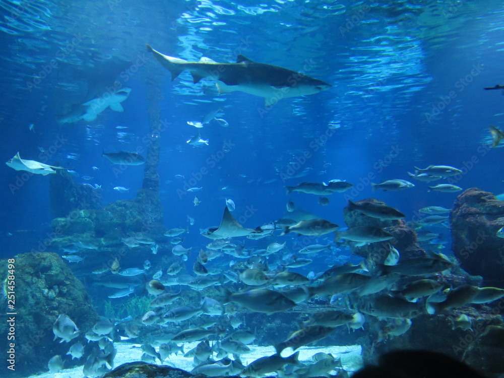 Fototapeta premium peces tiburones mar acuáticos aquarium Barcelona acuario azual