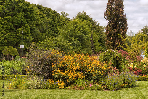 Garden bed with Rudbeckias photo