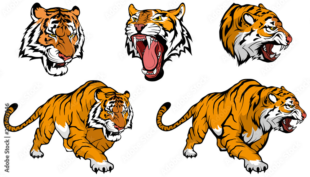 tiger vector set , vector graphic to design Stock Vector Adobe Stock