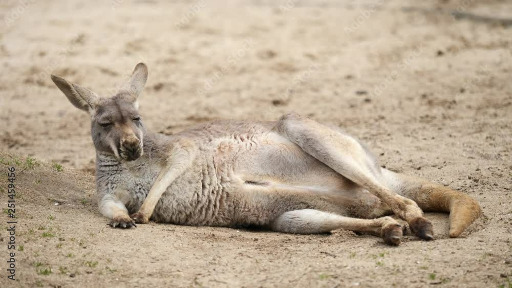 A kangaroo with a joey in it's pouch lying down on grass, 4K Video, slow motion. A kangaroo with a joey in it's pouch lying down on grass, 4K Video, slow motion.