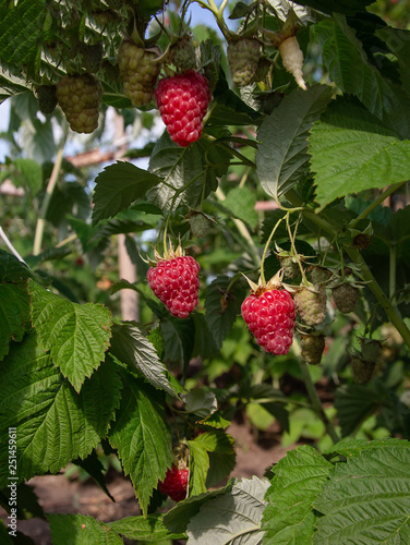 Raspberry on a raspberry bush in a natural background  sunny day.