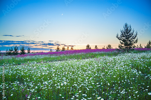 spring night landscape with blooming wild flowers in meadow