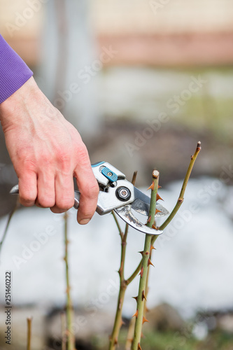 A gardener man cuts branches of bushes and trees in his garden.