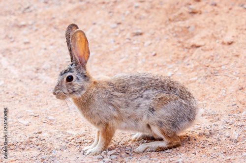 Desert cottontail rabbit on the sandstone ground of Canyonlands National park, Utah, USA