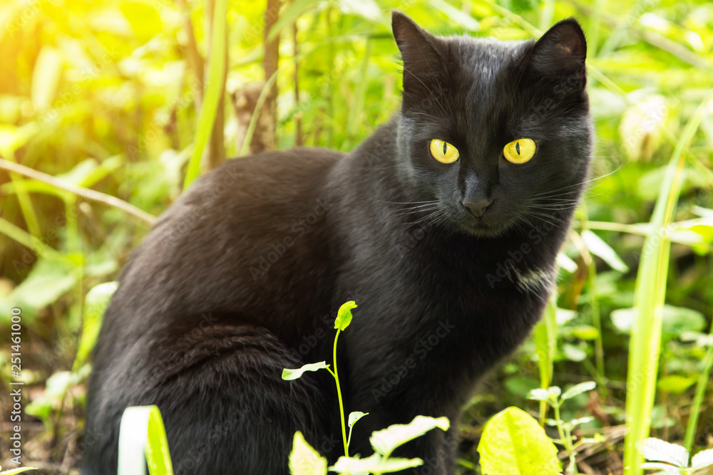 Beautiful bombay black cat with yellow eyes and insight look close-up in green grass in nature in sunlight. Spring, summer	