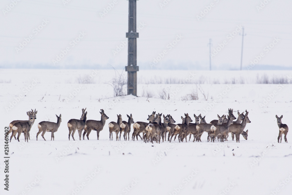 Deer in the snow Deer in the snow