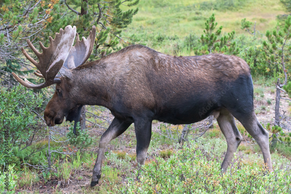 Shiras Moose in Colorado. Shiras are the smallest species of Moose in North America Shiras Moose in Colorado. Shiras are the smallest species of Moose in North America