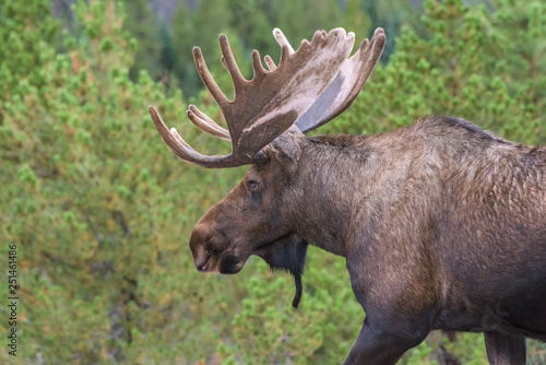 Shiras Moose in Colorado. Shiras are the smallest species of Moose in North America