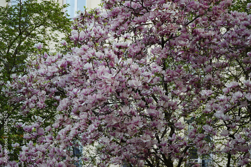 French Blossoms