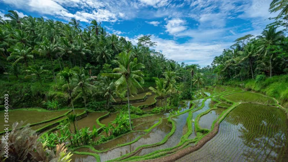BALI, INDONESIA - 5th FEB 2019; 4K Time lapse of moving clouds over beautiful rice terraces in the morning light near Tegallalang village, Ubud, Bali, Indonesia. BALI, INDONESIA - 5th FEB 2019; 4K Time lapse of moving clouds over beautiful rice terraces in the morning light near Tegallalang village, Ubud, Bali, Indonesia.