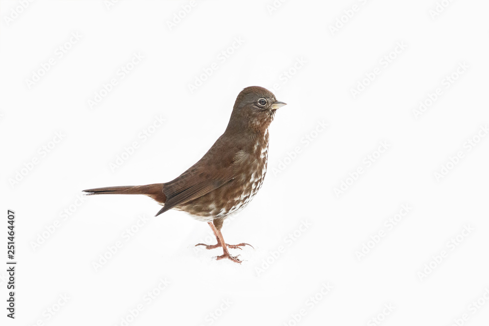 Fototapeta premium fox sparrow on white