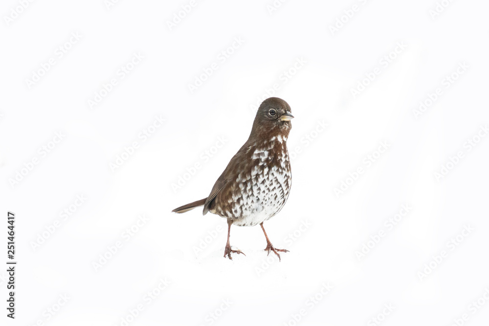 Fototapeta premium fox sparrow on white