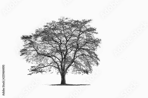 Isolated winter tree