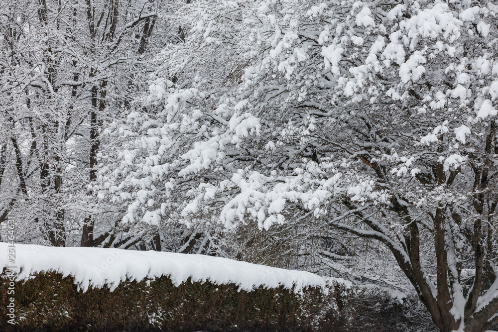Fototapeta premium Snow on tree branches