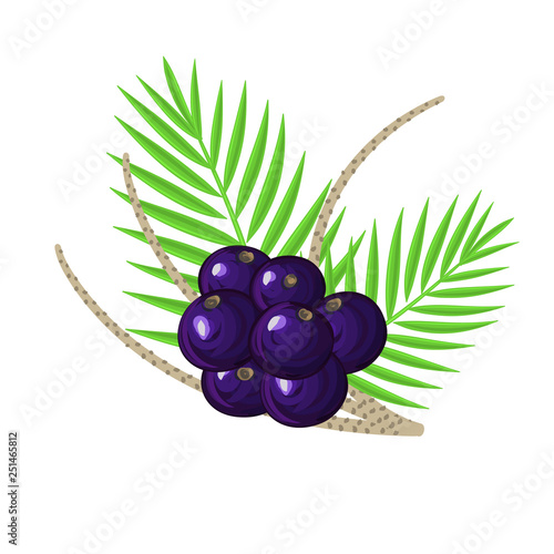 Ripe acai berries, palm leaves and branches. Brazilian superfruit. Euterpe oleracea. Superfood for healthy life. Dietary supplement. It can be used for label, package, card, banner, cover. Vector