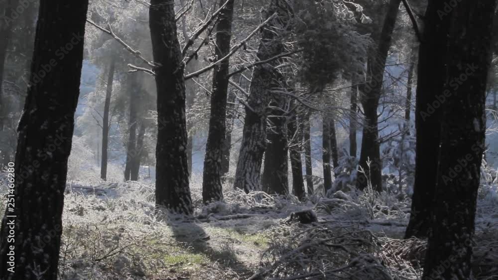 Snow in the forest Steady shot of snow in Jerusalem forest Snow in the forest Steady shot of snow in Jerusalem forest