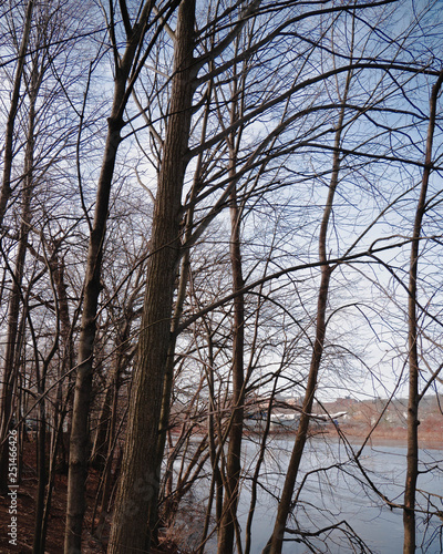 trees and sky
