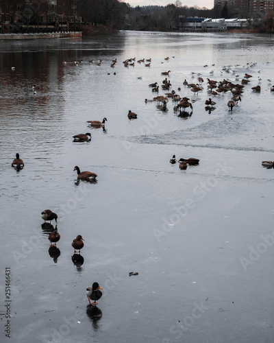 flock of ducks swimming in lake