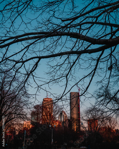 sunset in the park