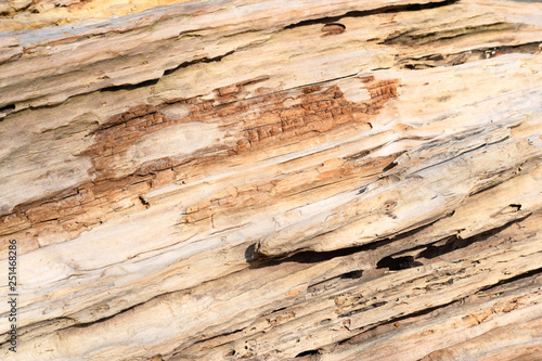 abstract texture of dry wood
