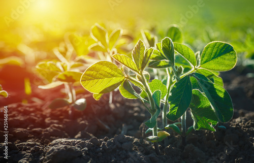 Concept of earth day. Glycine max, soybean, soya bean sprout growing soybeans on an industrial scale. Products for vegetarians. Agricultural soy plantation on sunny day.