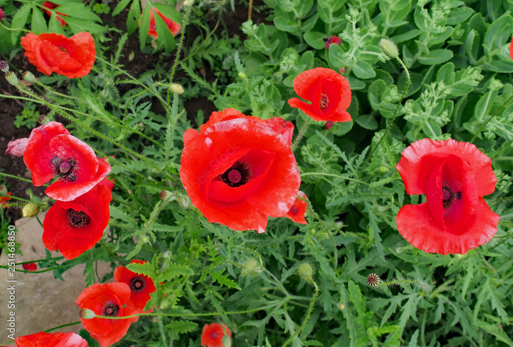 poppy flowers growing in Guelph, Ontario, near the home of the author of the poem In Flanders Field poppy flowers growing in Guelph, Ontario, near the home of the author of the poem In Flanders Field