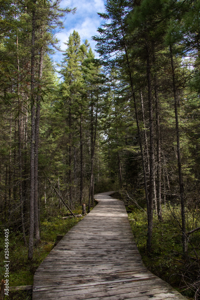 Naklejka premium Boardwalk through the Pines in Algonquin aArk