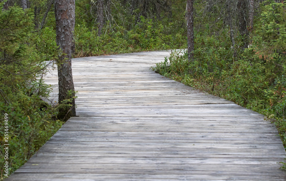 Boardwalk Through the Spruce forest Boardwalk Through the Spruce forest