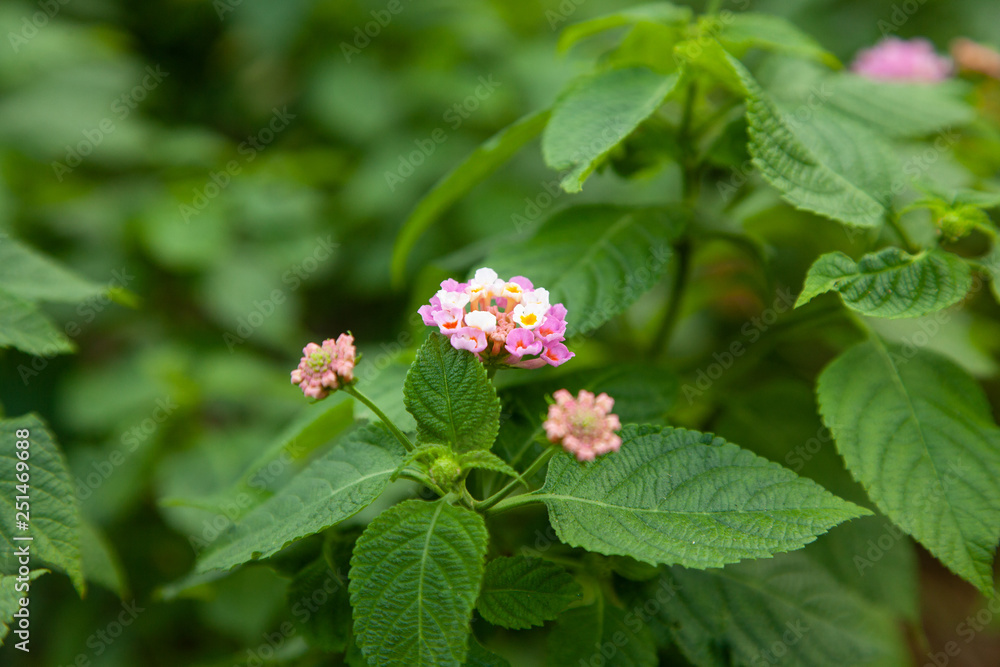 delicate natural red pink purple flowers in nature delicate natural red pink purple flowers in nature