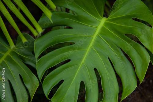 background green leaves texture