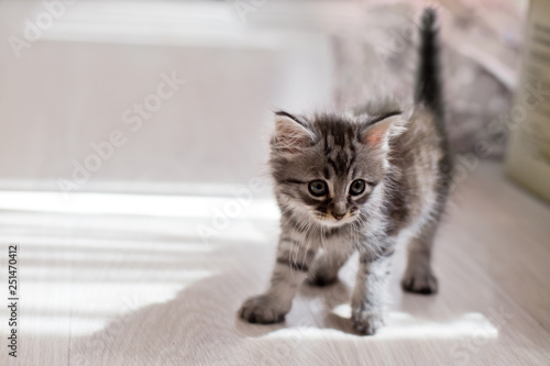 Little gray kitten playing on the floor. The kitten arched his back and stretched his foot. Playful healthy cat.