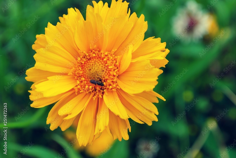 Close up of bright yellow flower blossom Close up of bright yellow flower blossom
