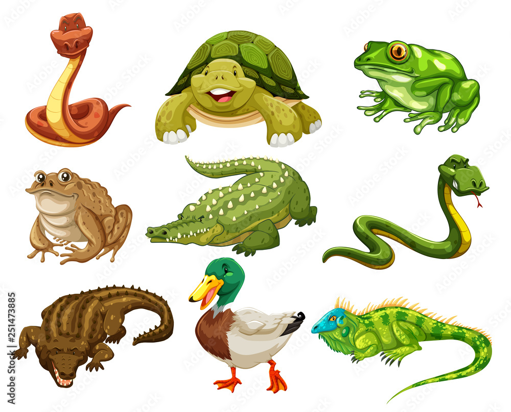 Obraz premium Set of isolated animals