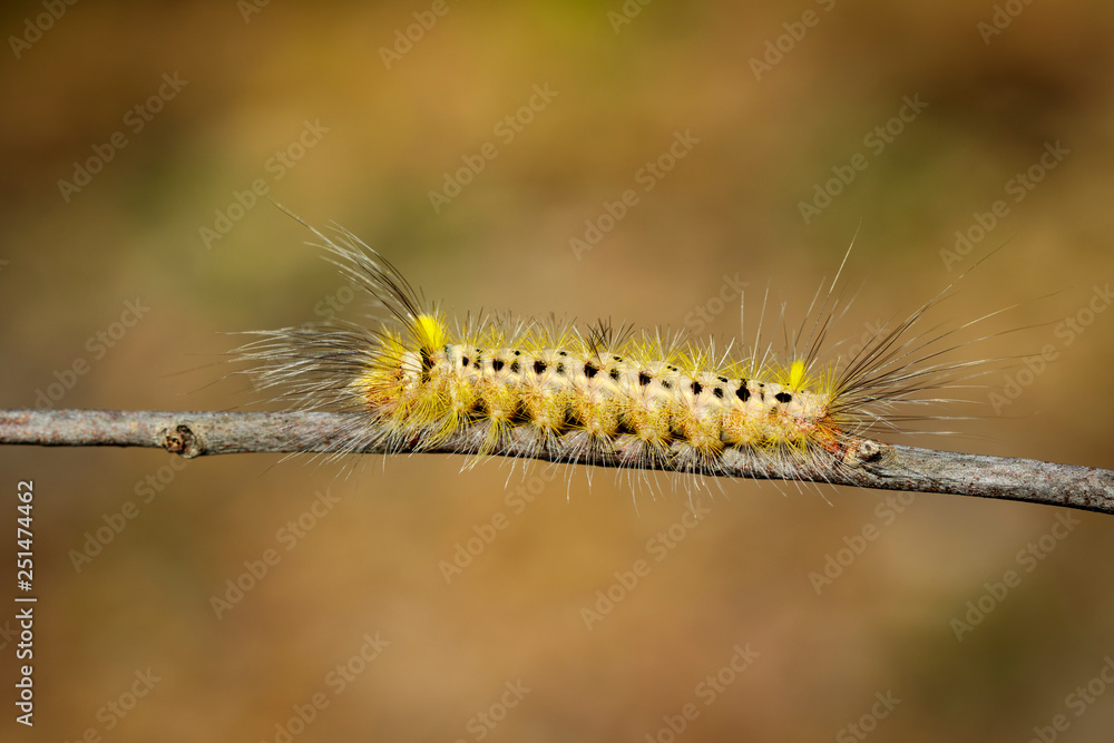 Fototapeta premium Image of Hairy caterpillar on tree branch on natural background. Insect. Worm. Animal.