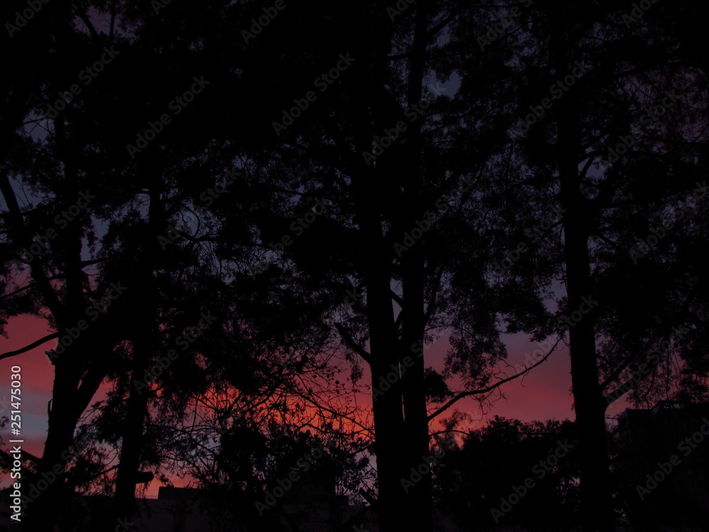 trees during dusk
