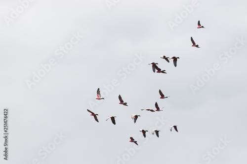 flock of birds flying in the  sky Pink Cockatoo Galah Australia Gold Coast