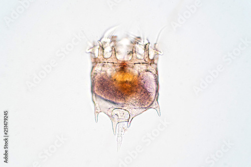 The rotifer (Rotifera, commonly called wheel animals) under the microscopic view.