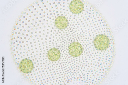 Volvox is a polyphyletic genus of chlorophyte green algae or phytoplankton. photo