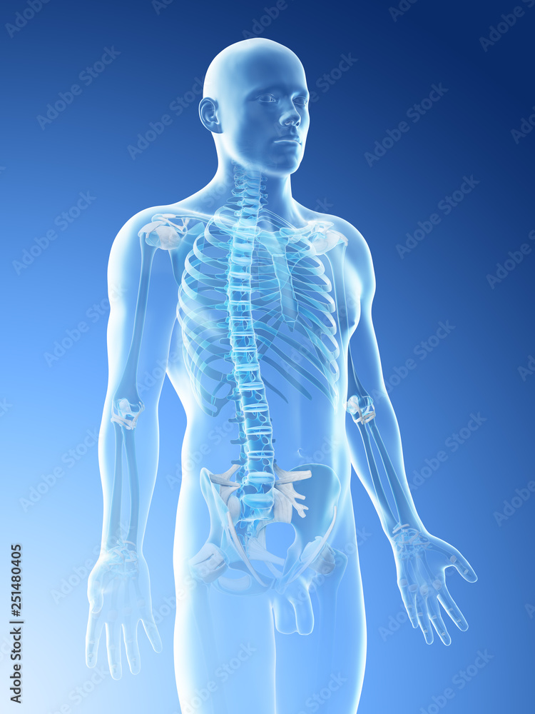 3d rendered illustration of a mans skeleton of the upper body 3d rendered illustration of a mans skeleton of the upper body