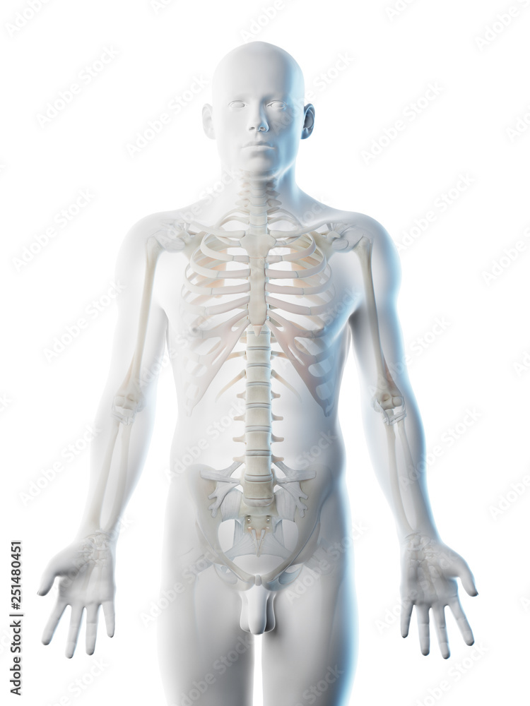 3d rendered illustration of a mans skeleton of the upper body