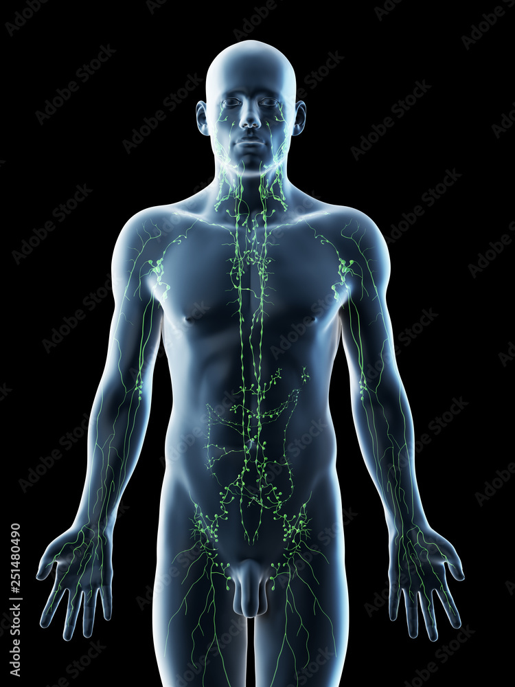 3d rendered illustration of a mans lymphatic system 3d rendered illustration of a mans lymphatic system