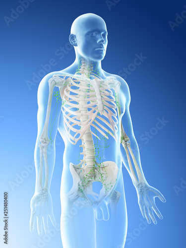 3d rendered illustration of a mans lymphatic system