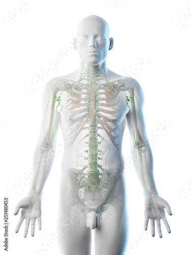 3d rendered illustration of a mans lymphatic system